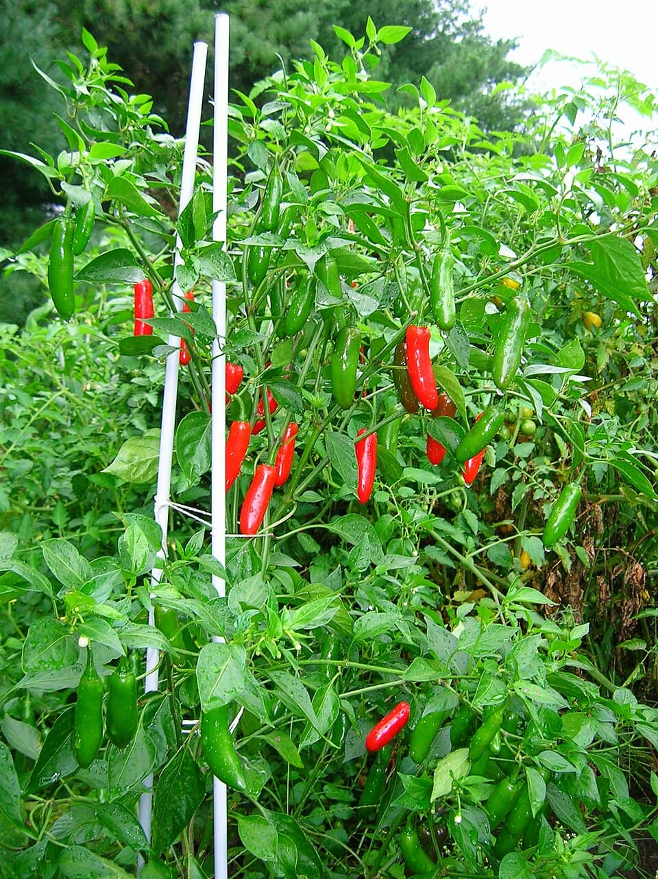 Serrano Pepper