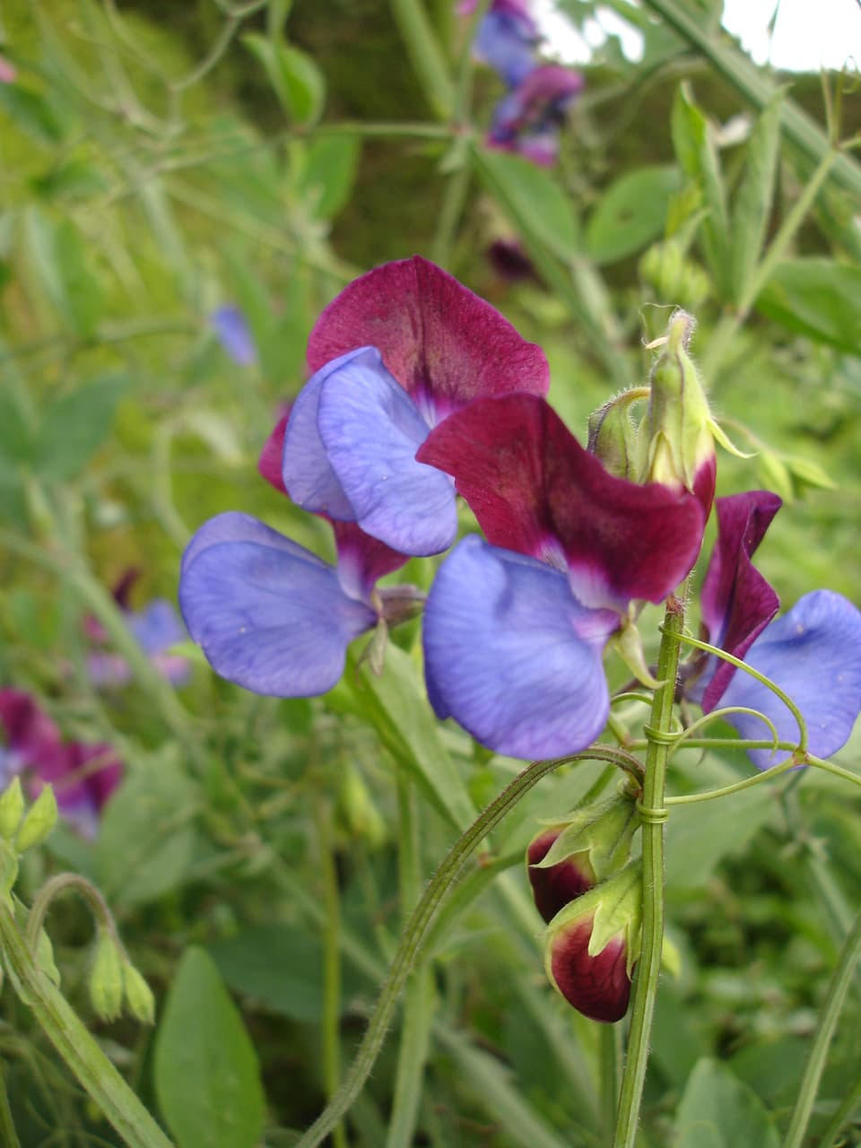 Sweet Pea